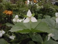 Big white three petalled forward facing flowers.